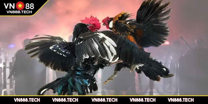 Tổng quan về đá gà Thomo