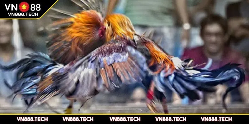 Kỹ năng chọn chiến kê