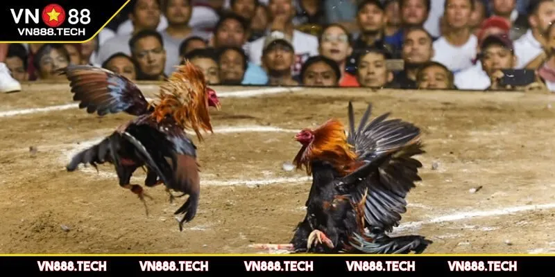 Chất lượng các trận đấu đỉnh cao